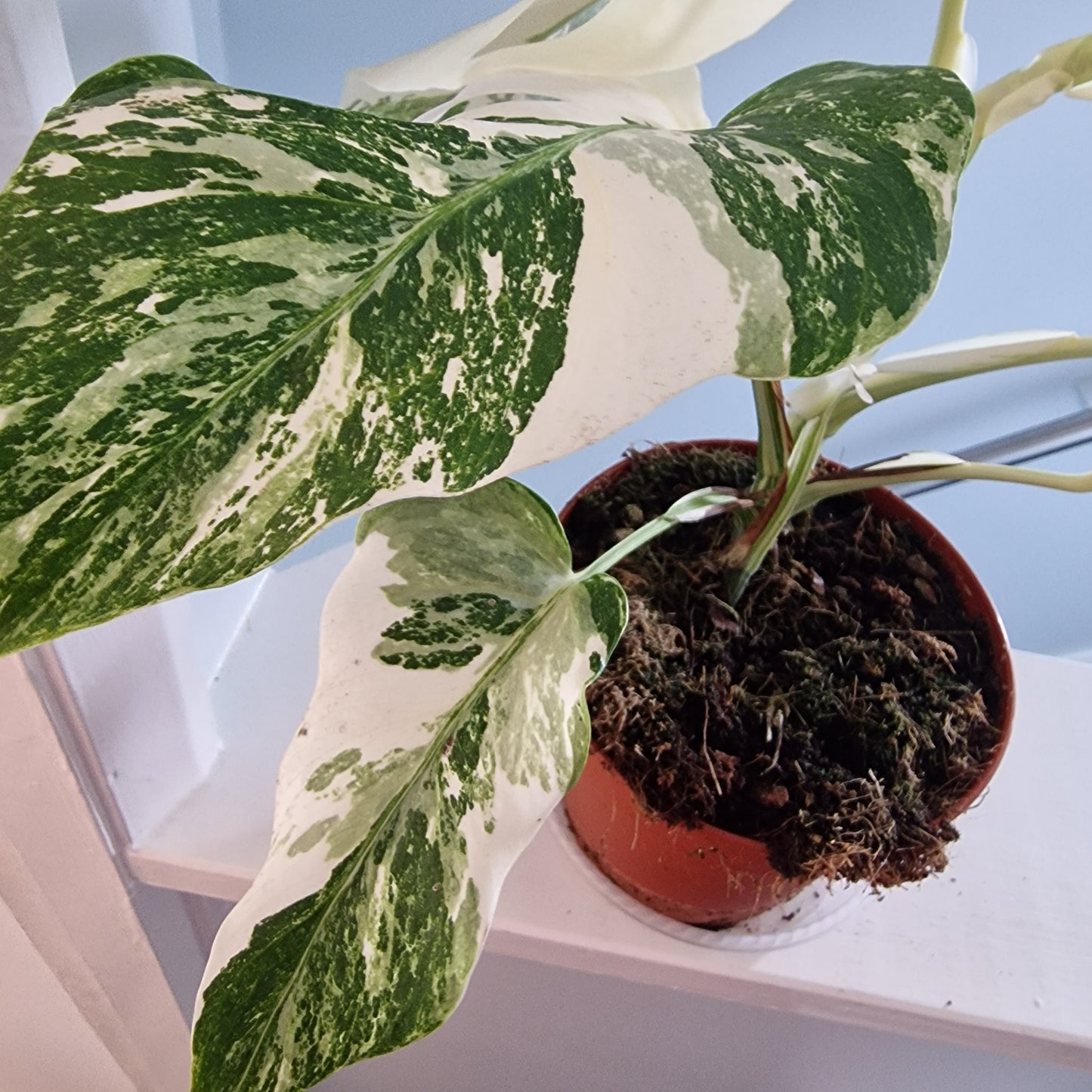 Monstera Albo Super White leaves Rare Houseplant 15cm pot