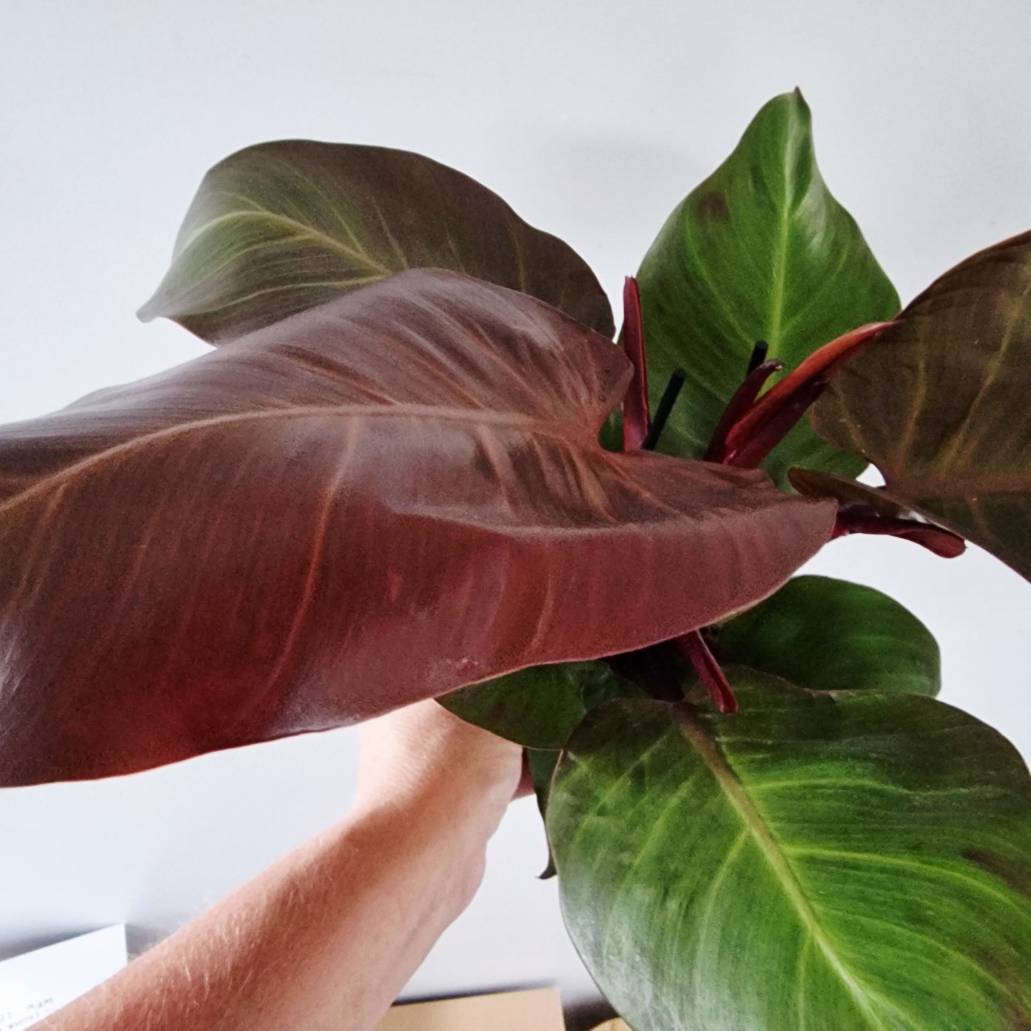 Philodendron Red Sunlight Rare Houseplant 12cm pot