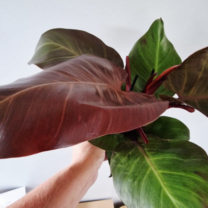 Philodendron Red Sunlight Rare Houseplant 12cm pot