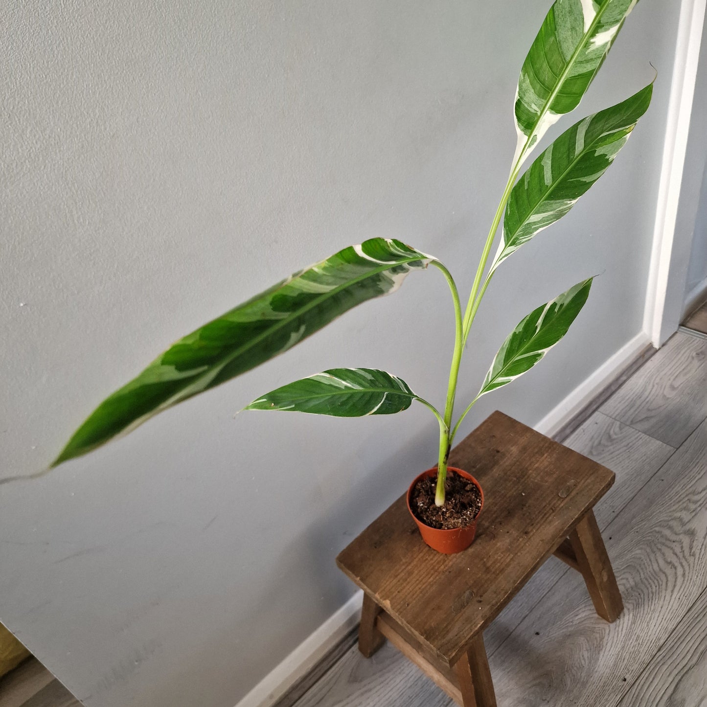 Musa ‘Florida’ – 10.5cm Pot (#5)