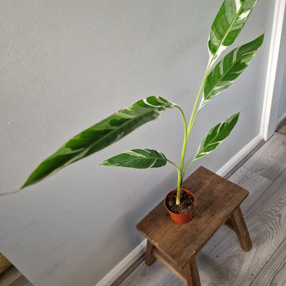 Musa ‘Florida’ – 10.5cm Pot (#5)