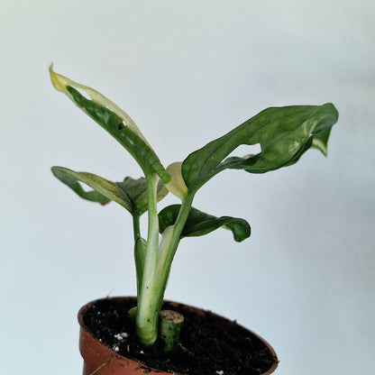 Monstera Adansonni Variegated (#c)