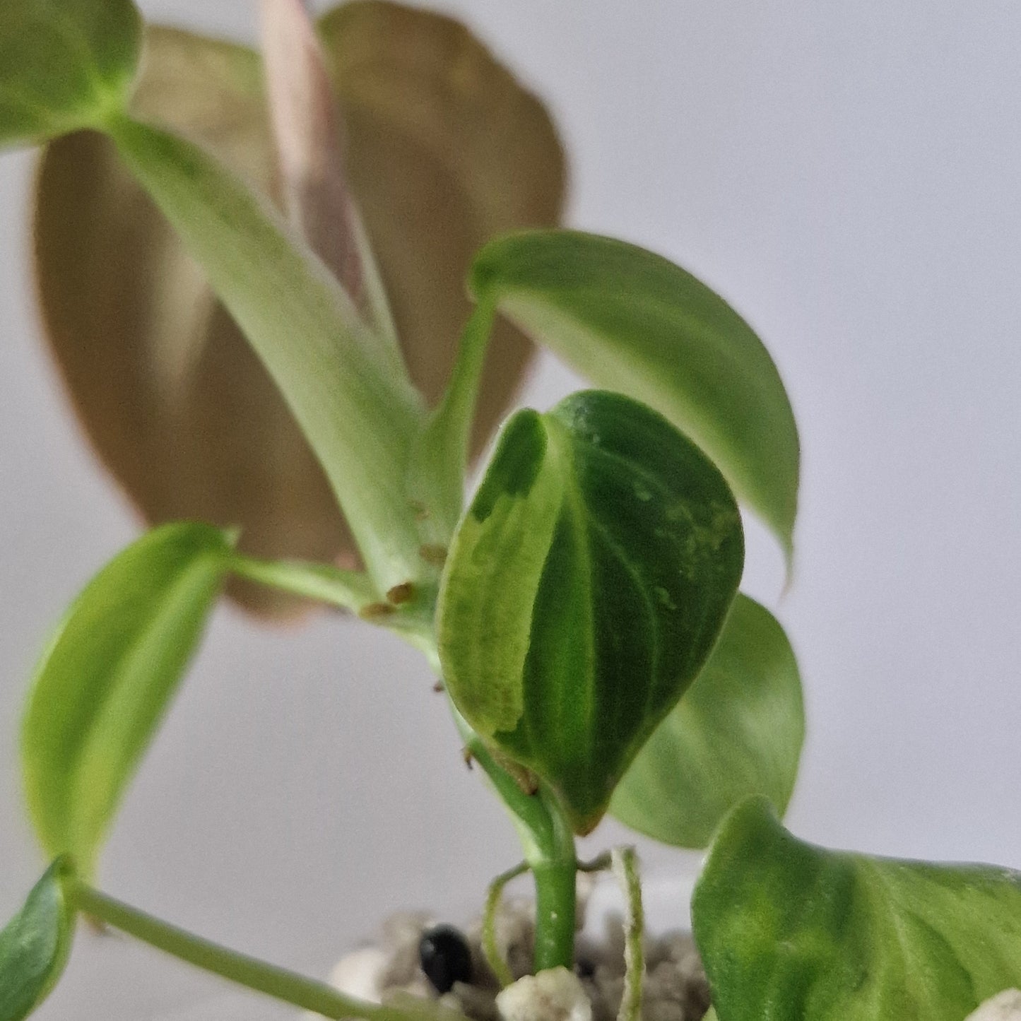 Philodendron Melanochrysum Variegated  – Young Exact Plant (#2)
