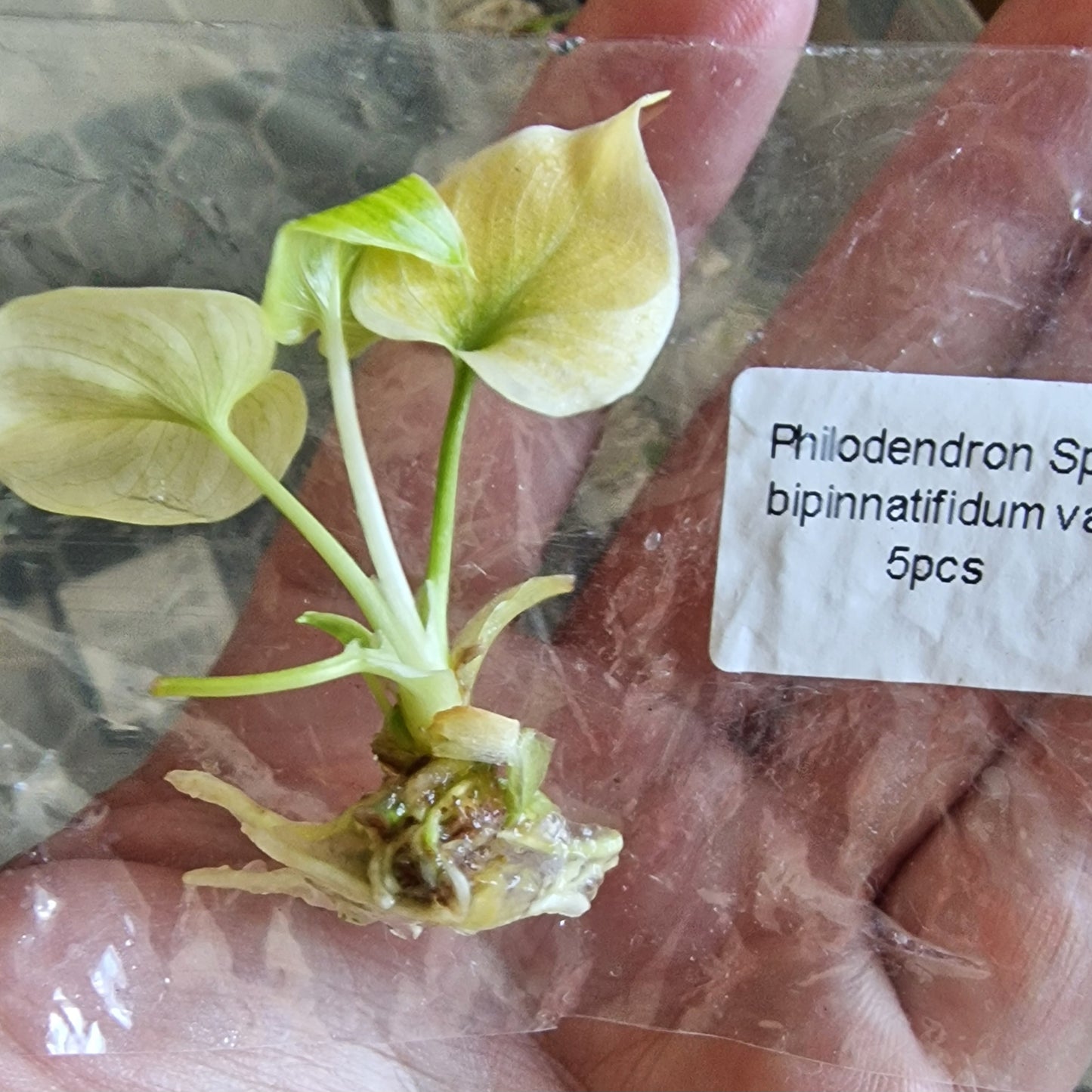 Tissue Culture Plant - Pre-order - please see description