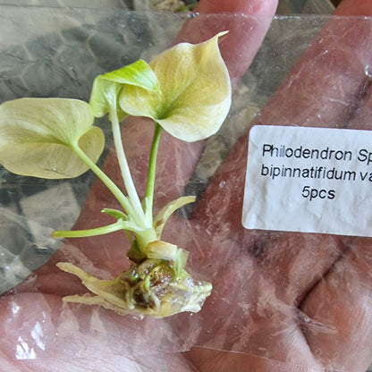 Tissue Culture Plant - Pre-order - please see description