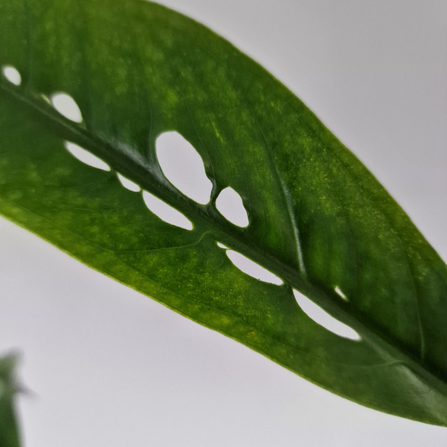 Monstera Obliqua Yasuni Rare Houseplant 9cm pot (2)