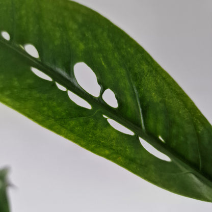 Monstera Obliqua Yasuni Rare Houseplant 9cm pot (2)