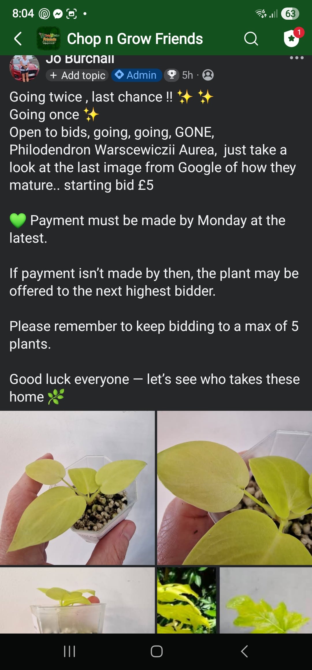 Sunday Sale - Jayne Philodendron Warscewiczii