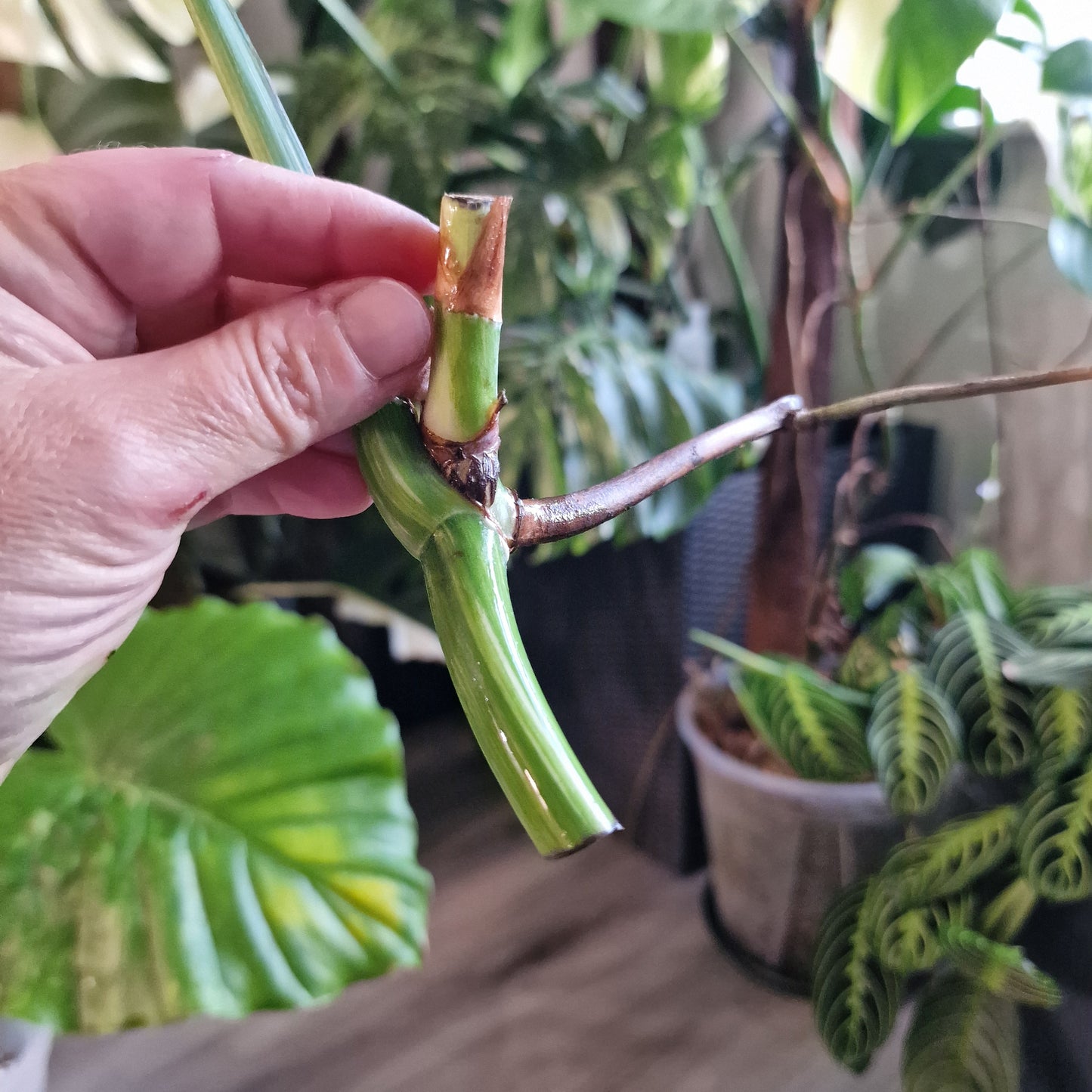 Monstera Albo Highly Variegated Middle Cutting