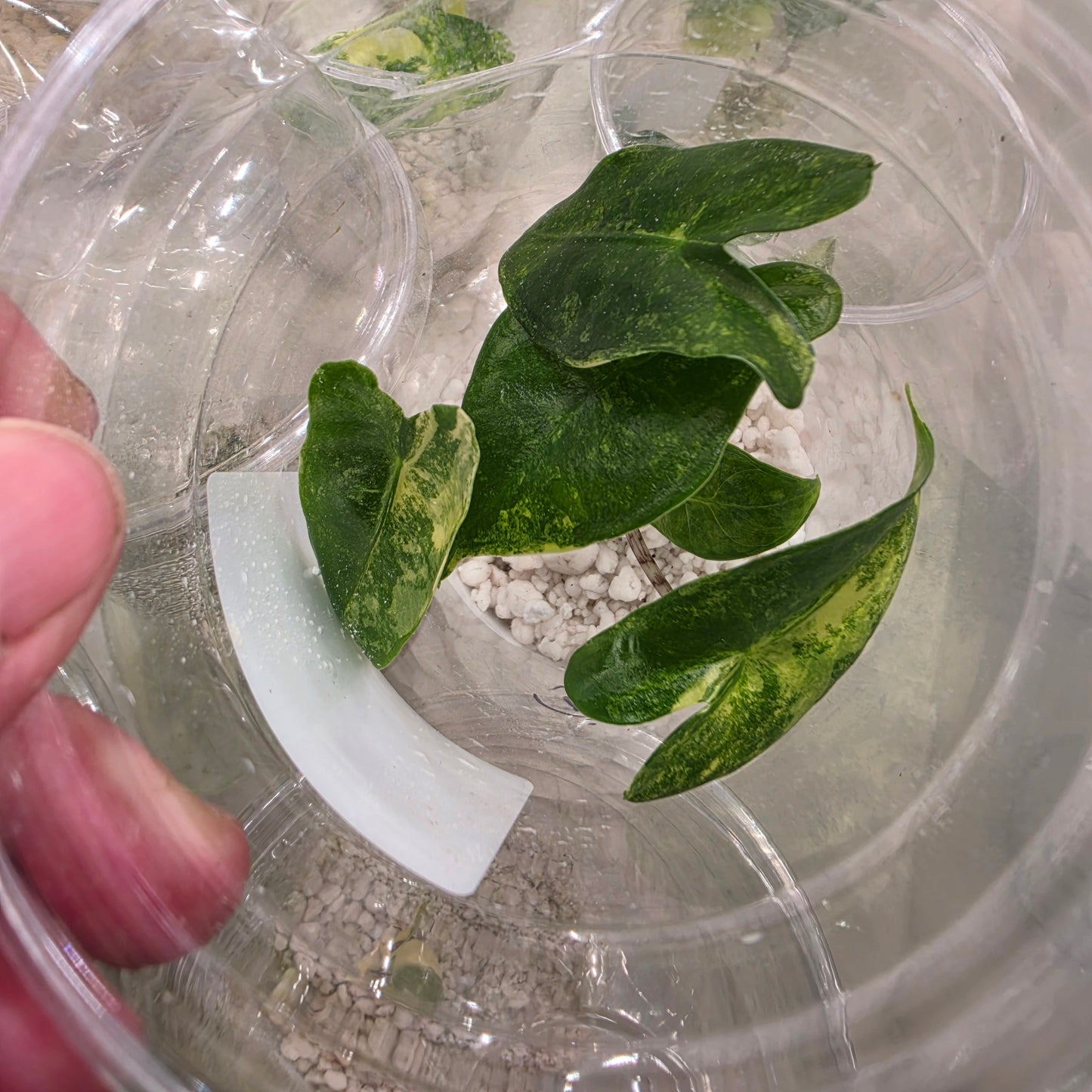 Alocasia Zebrina Aurea Variegation – Chosen at Random See Description