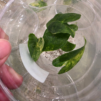 Alocasia Zebrina Aurea Variegation – Chosen at Random See Description