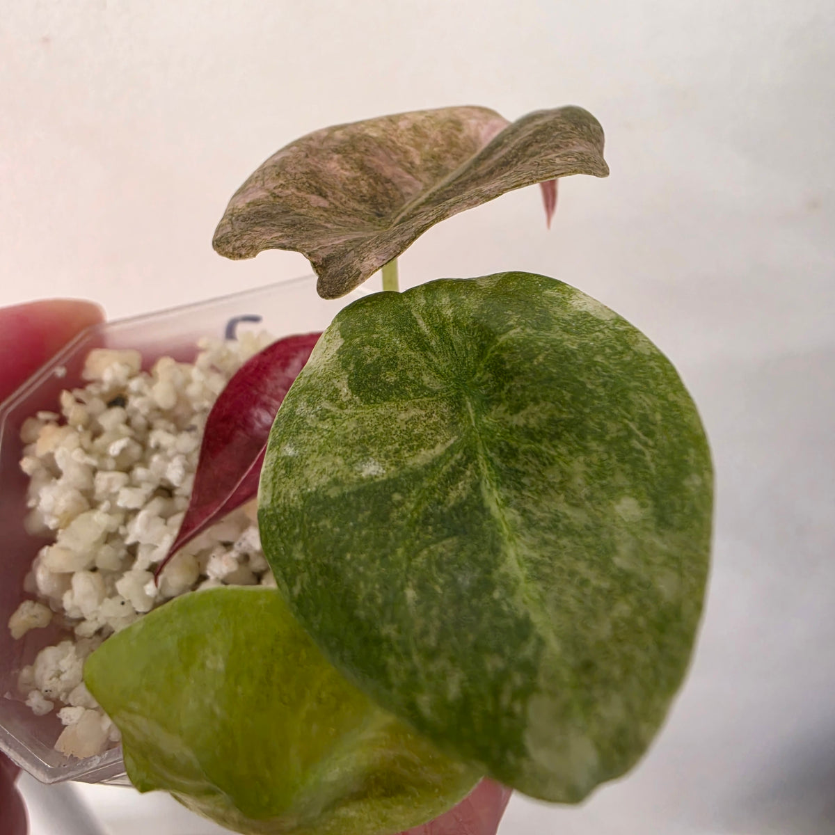 Alocasia Cuprea ‘Pink Spot’ Variegated – Established | Exact Plant #2
