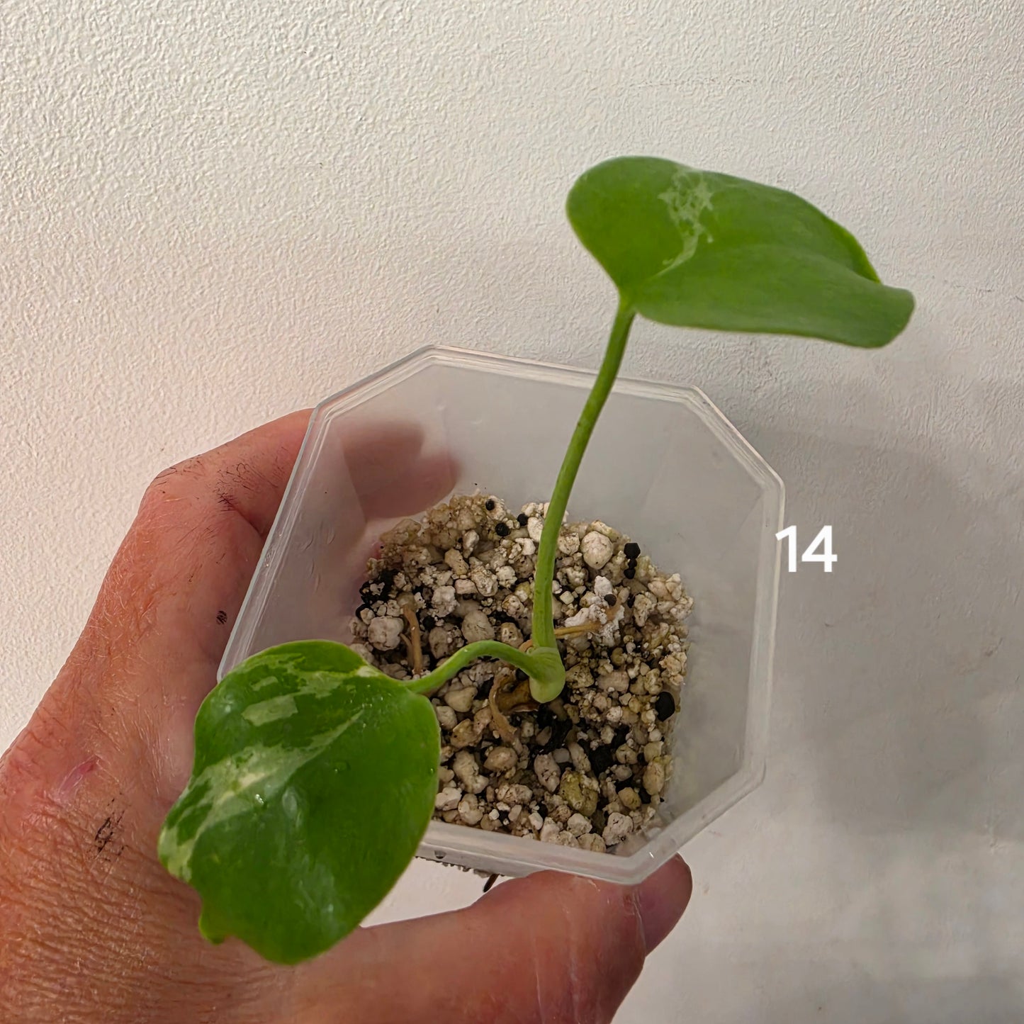 Monstera Bulbasaur 7cm pot – Choose Your Own