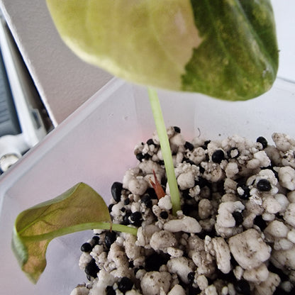 Alocasia Sedenii Variegated – Exact Plant (#5)