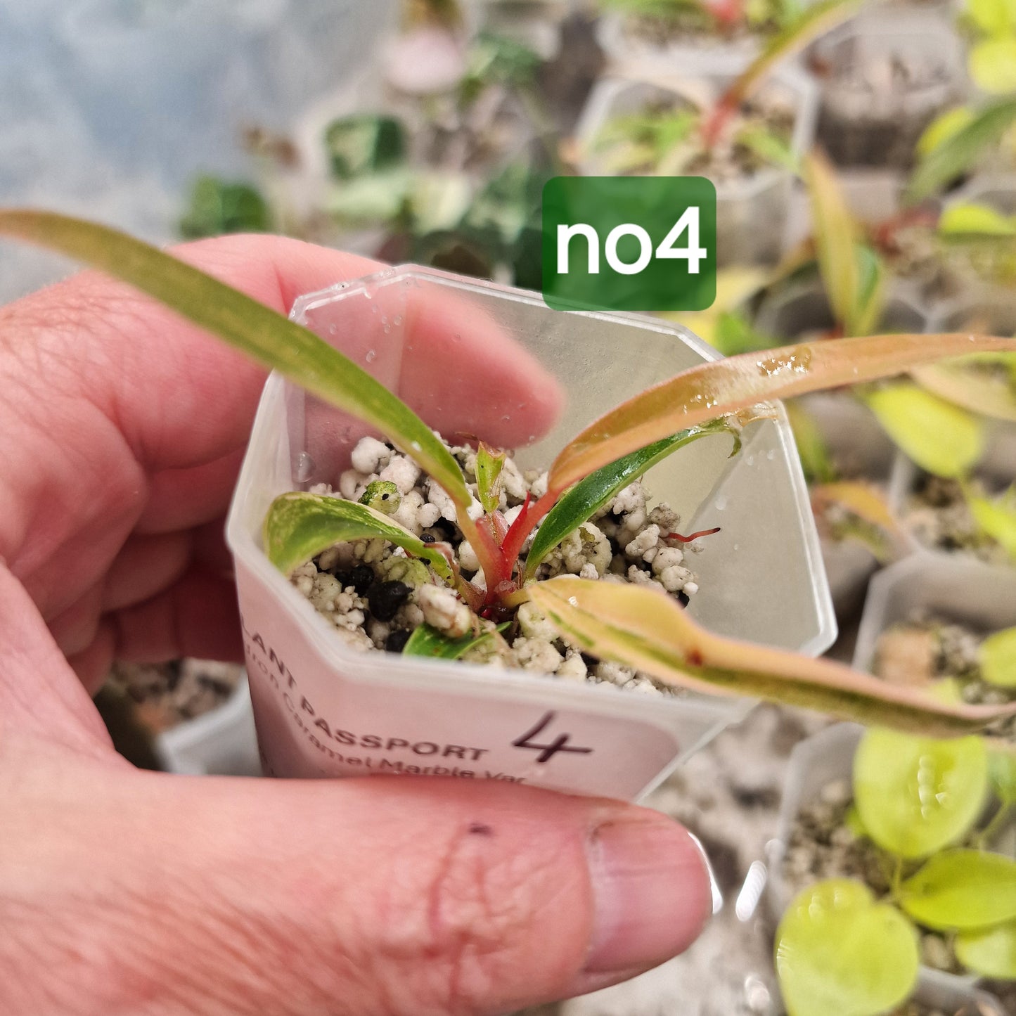 Philodendron Caramel Marble - choose your own