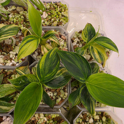 Musa Aurea Yellow Variegated