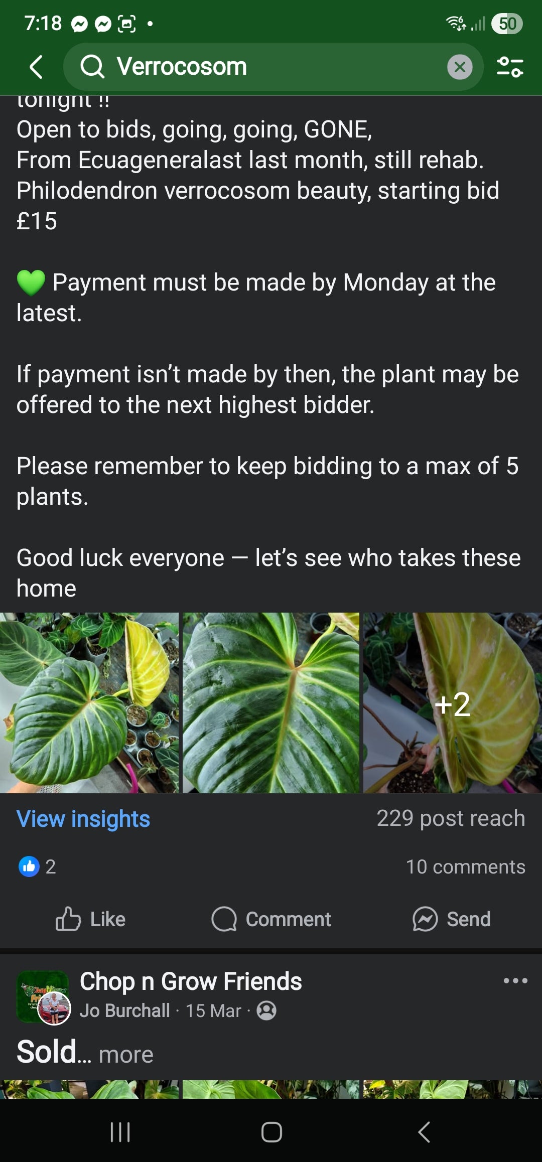 Sunday Sale - Karen Fav plant Verrocosom