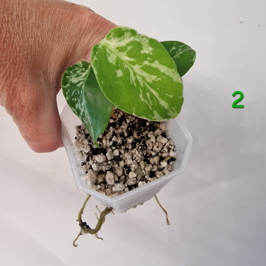 Monstera Bulbasaur – Choose Your Own Plant
