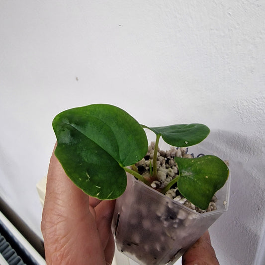 Anthurium Black Magic exact plant (#4)