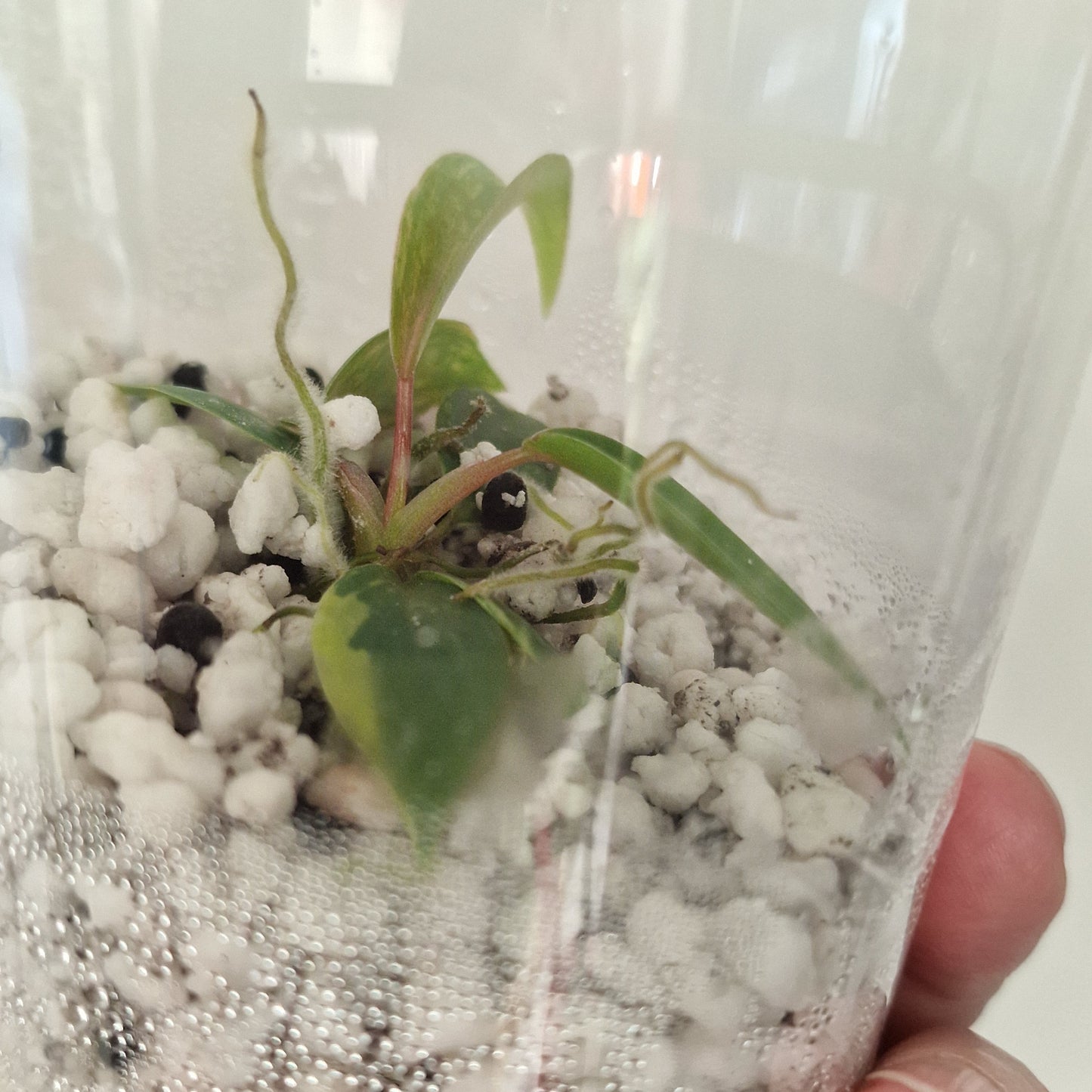 Philodendron Joepii Variegated – Exact Plant #4