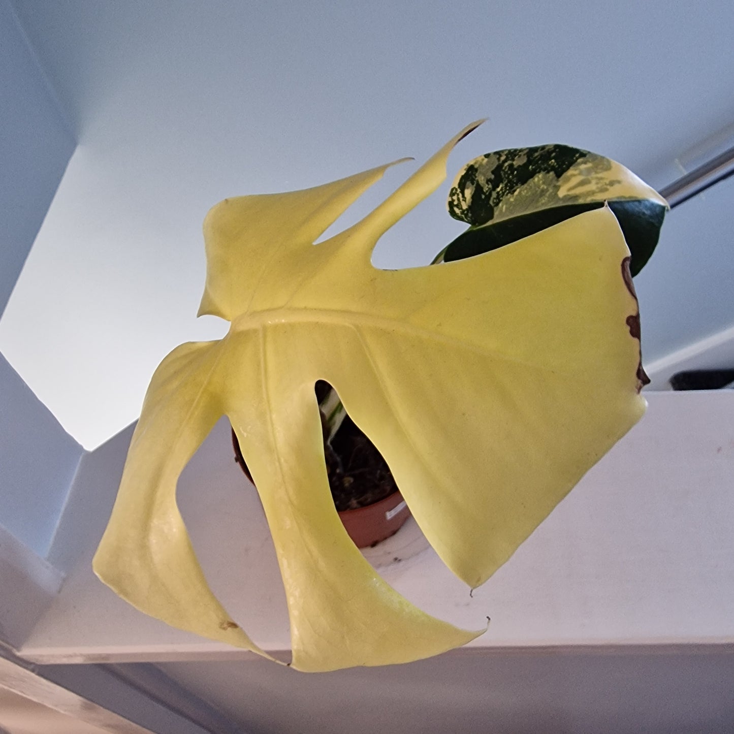 Monstera Deliciosa Aurea – 12cm Pot (#8a)