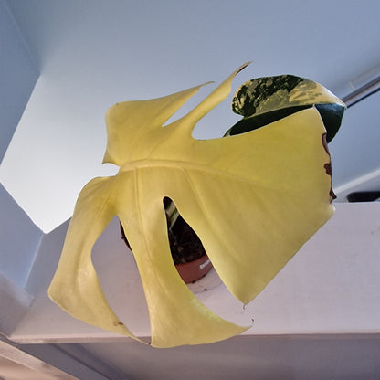 Monstera Deliciosa Aurea – 12cm Pot (#8a)