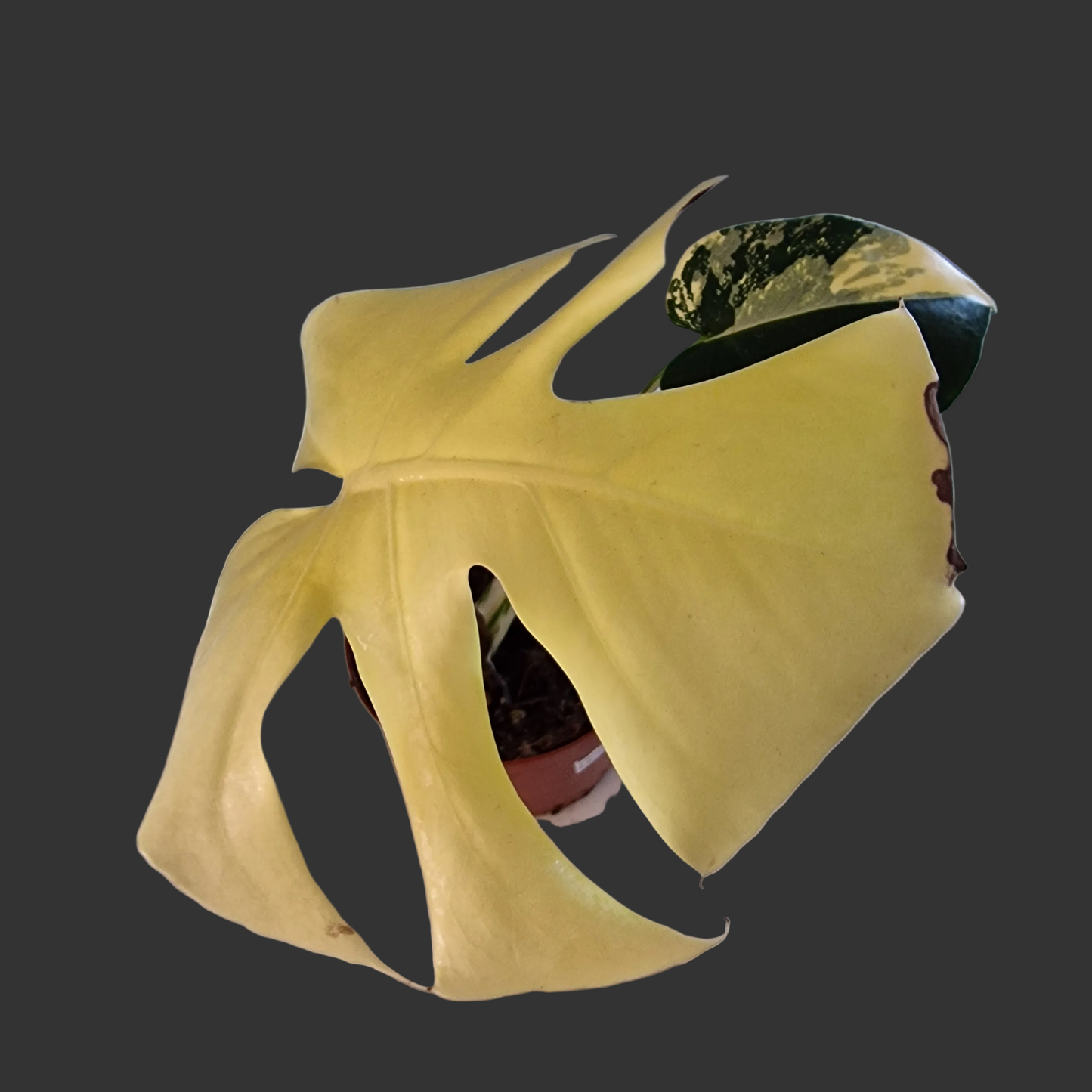 Monstera Deliciosa Aurea – 12cm Pot (#8a)