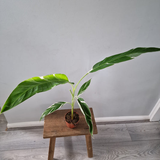 Musa ‘Florida’ – 10.5cm Pot (#3)