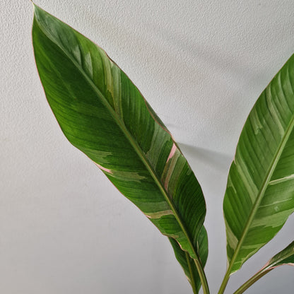 Musa ‘Nono’ – 10.5cm Pot (#1)