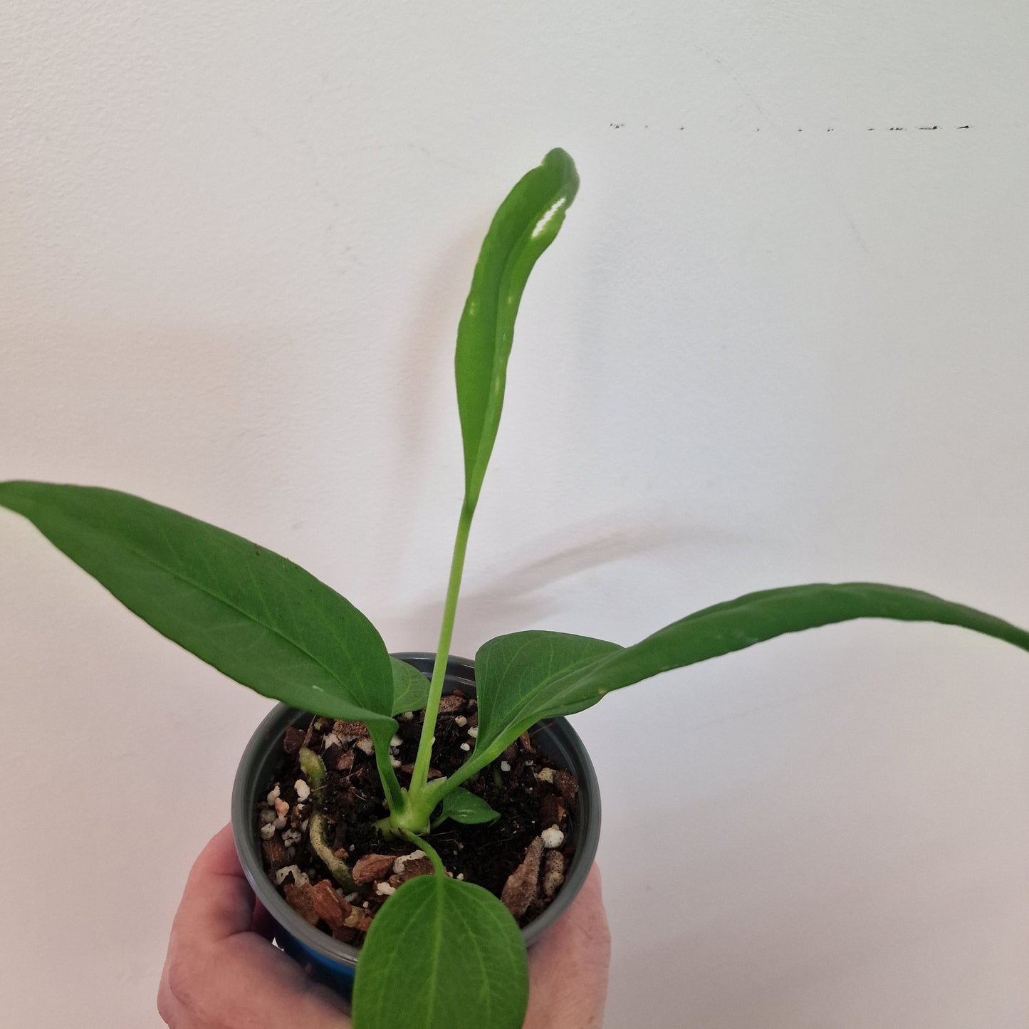 Anthurium Vittarifolium Rare Houseplant 9cm pot #2