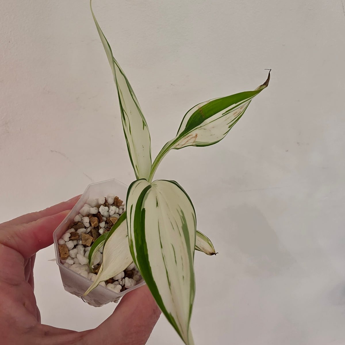 Musa ‘Hawaii’ Variegated – Established | Exact Plant #4
