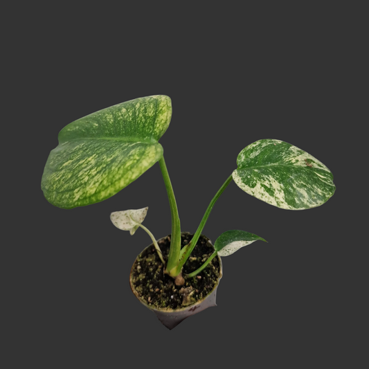 Monstera Mint – 6cm Pot (#4)