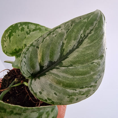Scindapsus sp. Kalimantan Rare Houseplant 7cm pot