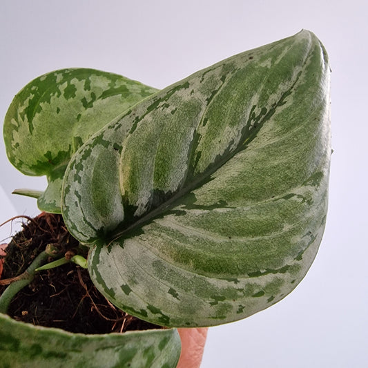 Scindapsus sp. Kalimantan Rare Houseplant 7cm pot