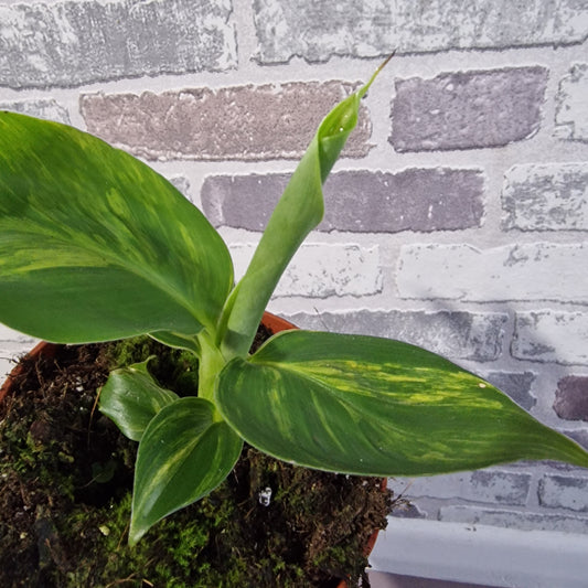 Musa Aurea Rare Houseplant 10.5cm pot (3)