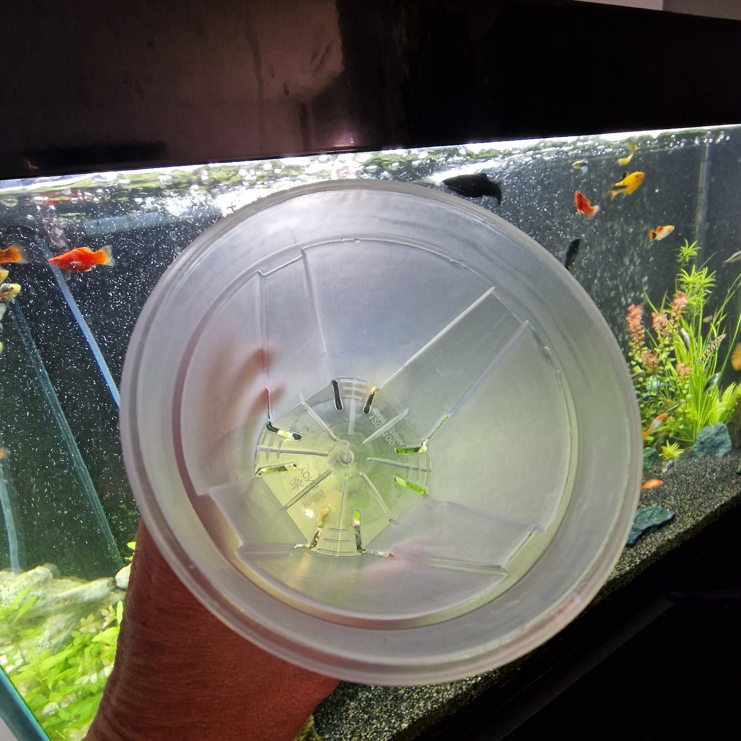 Round Plastic Semi Transparent Plant Pots all sizes