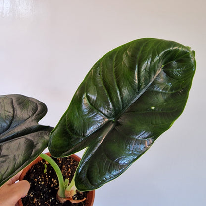 Alocasia Green Unicorn Double the growth Houseplant 14cm pot