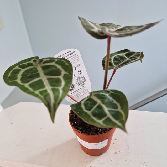 Anthurium Michelle by DocBlock Rare Houseplant 9cm pot