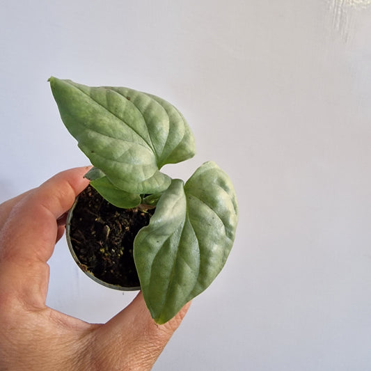 Monstera Amydrium Silver Rare Houseplant 6cm pot