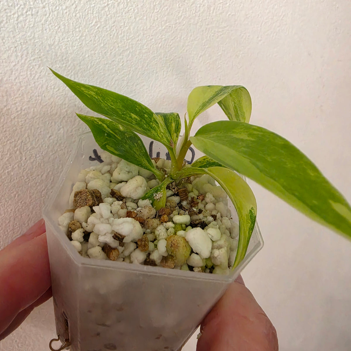 Philodendron Florida Beauty x Bob Cee Variegated – Exact Plant #4