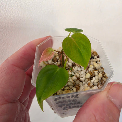 Philodendron Micans Pink Cloud Variegated