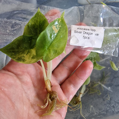 Tissue Culture Plant - Pre-order - please see description