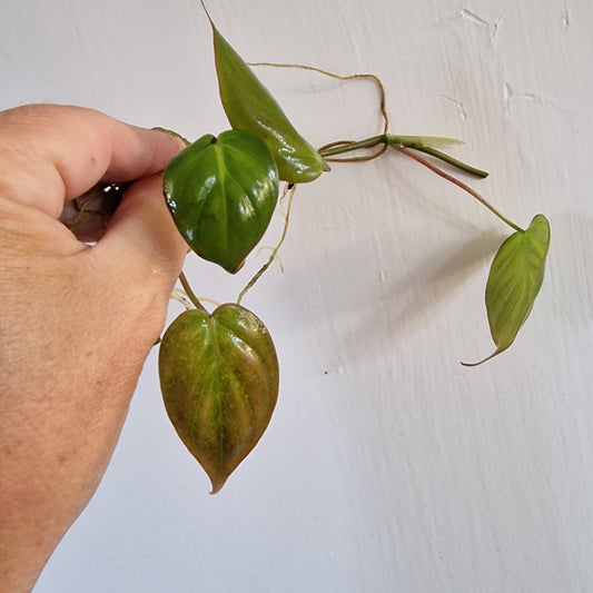 Philodendron Mican was Pink Variegated Middle Cutting rooting in Water