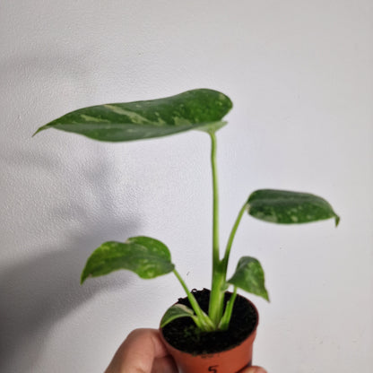 Monstera Thai Constellation – 6cm Pot (#5)