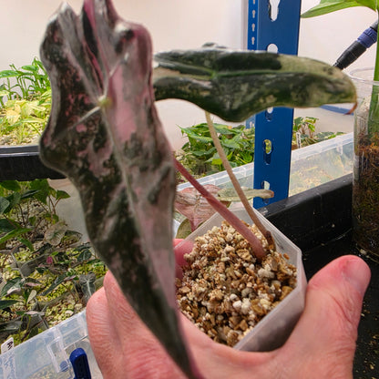 Pink Alocasia Bundle - SEE DESCRIPTION!