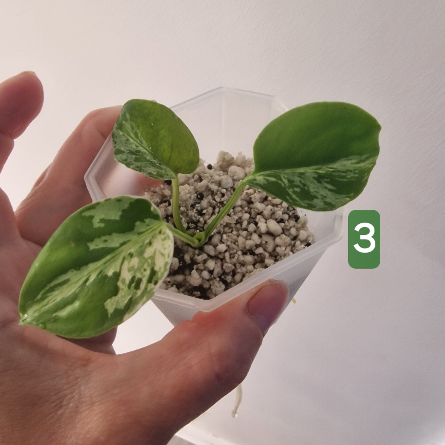 Monstera Bulbasaur – Choose Your Exact Plant see description