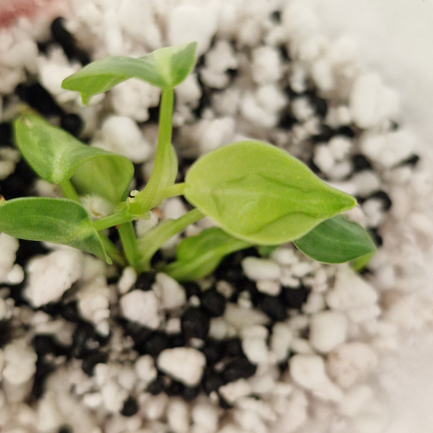 PRE-ORDER – Philodendron Melanochrysum Variegated  – Young Exact TC Plant (#3)