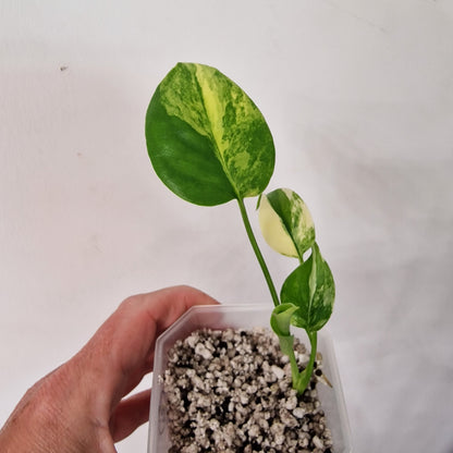 Monstera Yellow Marilyn – Variegated Monstera Exact Plant (2)
