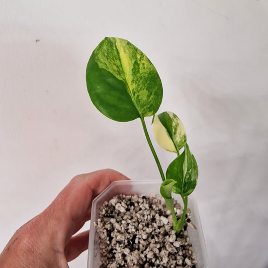 Monstera Yellow Marilyn – Variegated Monstera Exact Plant (2)