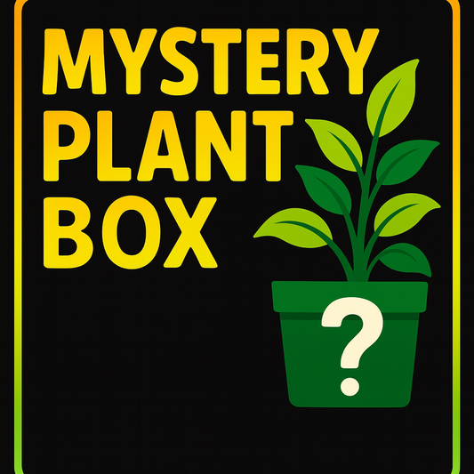 Mystery Houseplant Bundle – Surprise Plant Box (Various Price Options)